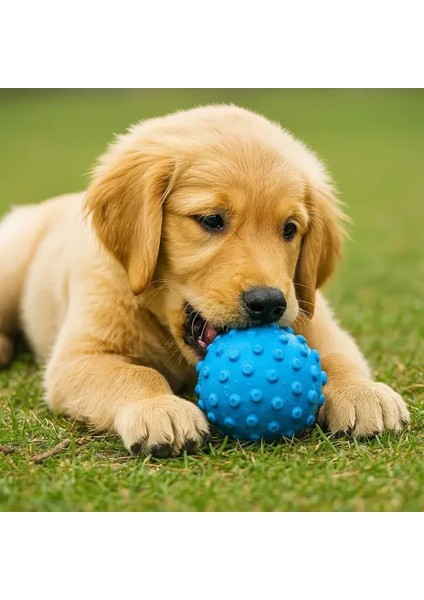 Petzoom Dikenli Köpek Oyun Topu modelleri