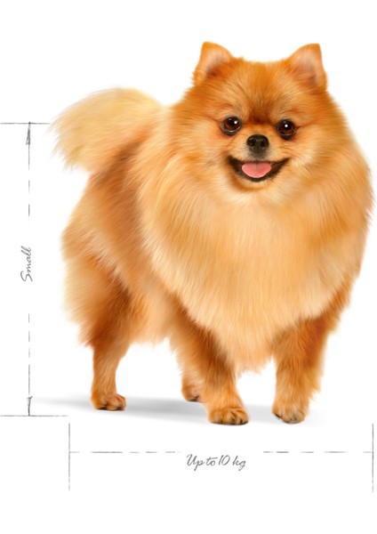 Mını Indoor Adult Küçük Irklar Için Indoor Yetişkin Kuru Köpek Ma