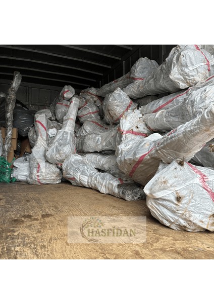 10 Adet 1 mt Chandler 1 Tozlayıcı (10+1) Yüksek Verimli Salkım Ceviz Fidanı