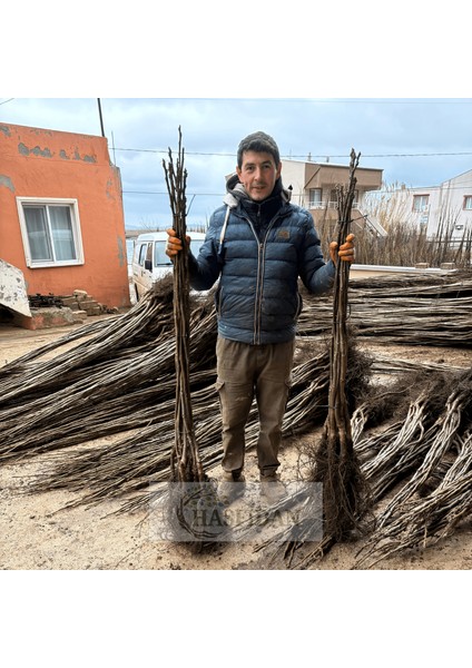 20 Adet 1 mt Chandler 1 Tozlayıcı Hediyeli (20+2) Yüksek Verimli Salkım Ceviz Fidanı modelleri