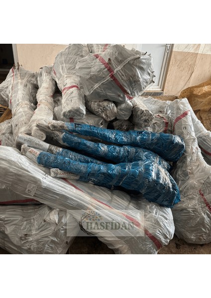 20 Adet 1 mt Chandler 1 Tozlayıcı Hediyeli (20+2) Yüksek Verimli Salkım Ceviz Fidanı