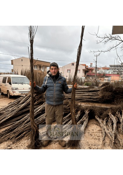 10 Adet 1,5-2 mt Chandler 1 Tozlayıcı Hediyeli (10 1) Yüksek Verimli Salkım Ceviz Fidanı modelleri