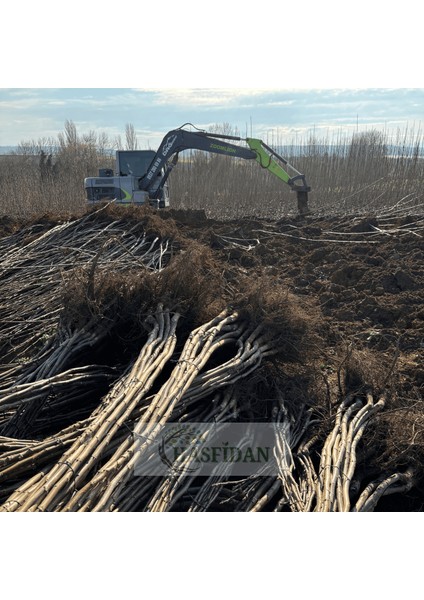 10 Adet 1,5-2 mt Chandler 1 Tozlayıcı Hediyeli (10 1) Yüksek Verimli Salkım Ceviz Fidanı indirimleri
