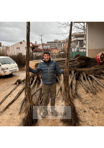 10 Adet 2-3 mt Chandler 1 Tozlayıcı (10 1) Yüksek Verimli Salkım Ceviz Fidanı modelleri