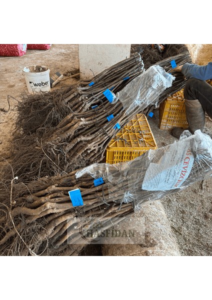 10 Adet 2-3 mt Chandler 1 Tozlayıcı (10 1) Yüksek Verimli Salkım Ceviz Fidanı fırsatları