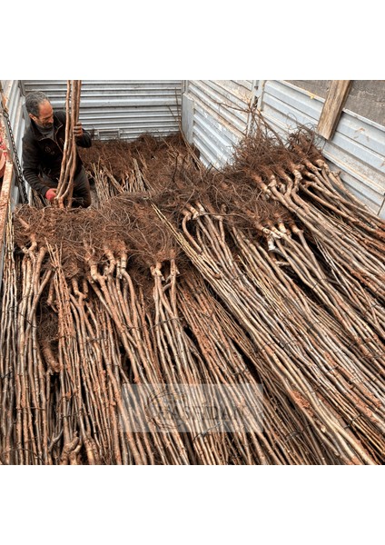 10 Adet 2-3 mt Chandler 1 Tozlayıcı (10 1) Yüksek Verimli Salkım Ceviz Fidanı indirimleri