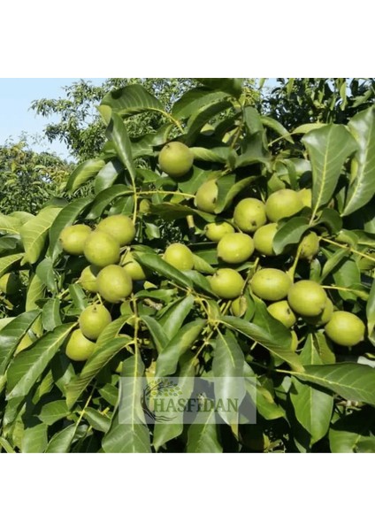 20 Adet 2-3 mt Chandler 2 Tozlayıcı Hediyeli (20+2) Yüksek Verimli Salkım Ceviz Fidanı