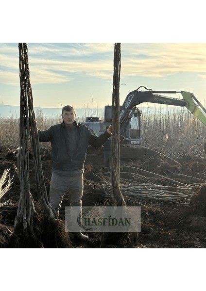 20 Adet 2-3 mt Chandler 2 Tozlayıcı Hediyeli (20+2) Yüksek Verimli Salkım Ceviz Fidanı fırsatları