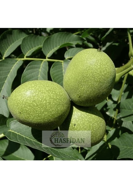 10 Adet 1.5-2 mt Howard + 1 Tozlayıcı (10 1) Hediyeli Yüksek Verimli Salkım Ceviz Fidan