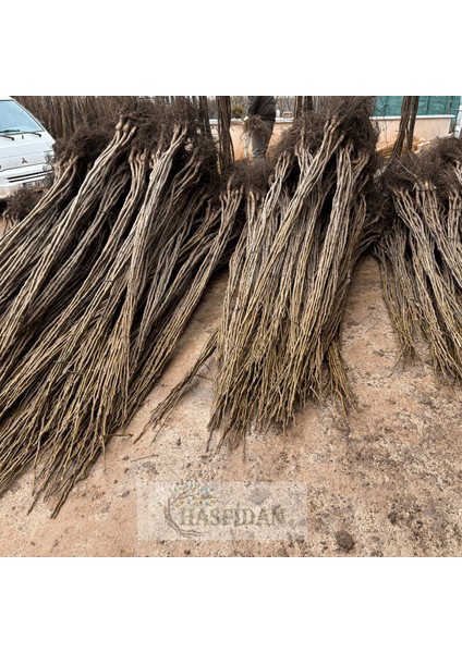 10 Adet 1.5-2 mt Howard + 1 Tozlayıcı (10 1) Hediyeli Yüksek Verimli Salkım Ceviz Fidan fırsatları