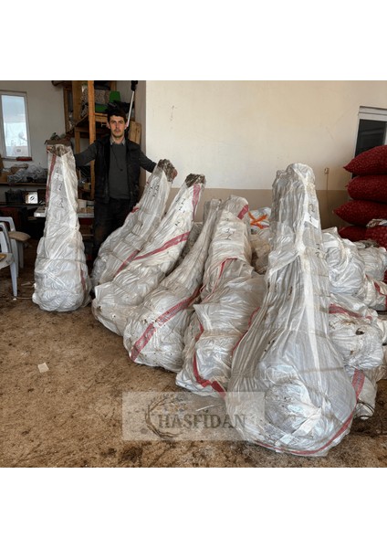 10 Adet 1.5-2 mt Howard + 1 Tozlayıcı (10 1) Hediyeli Yüksek Verimli Salkım Ceviz Fidan