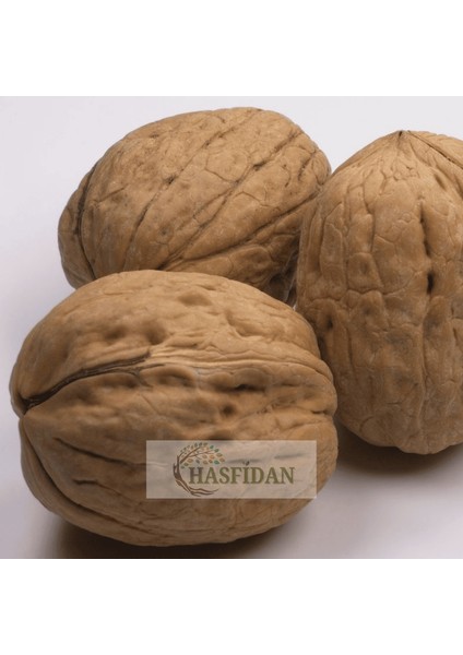 10 Adet 1,5-2 mt Tülare 1 Tozlayıcı Hediyeli (10 1) Yüksek Verimli Salkım Ceviz Fidanı