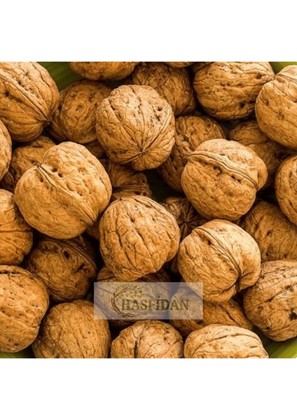 10 Adet 1.5-2 mt Lara +1 Tozlayıcı Hediyeli Soğuk Iklim Yüksek Verimli Ceviz Fidan