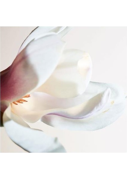 Parco Palladiano I Magnolia Edp 100 ml Unisex Parfüm fırsatları