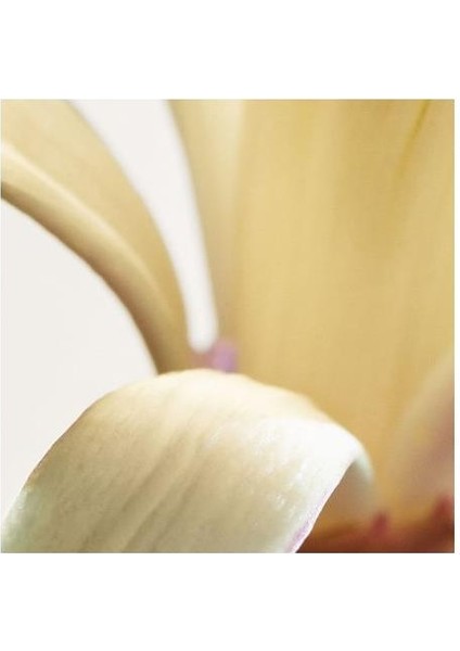 Parco Palladiano Vııı Edp 100 ml Unisex Parfüm modelleri