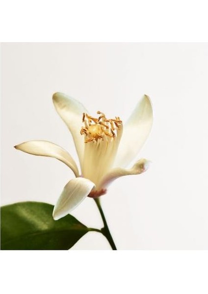 Parco Palladiano Vııı Edp 100 ml Unisex Parfüm fırsatları