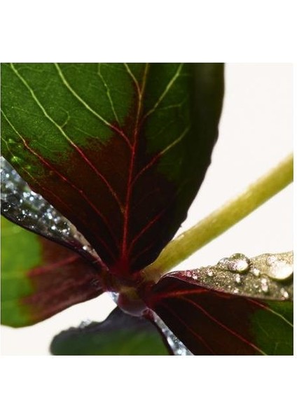 Parco Palladiano Xııı Quadrifoglio Edp 100 ml Unisex Parfüm modelleri