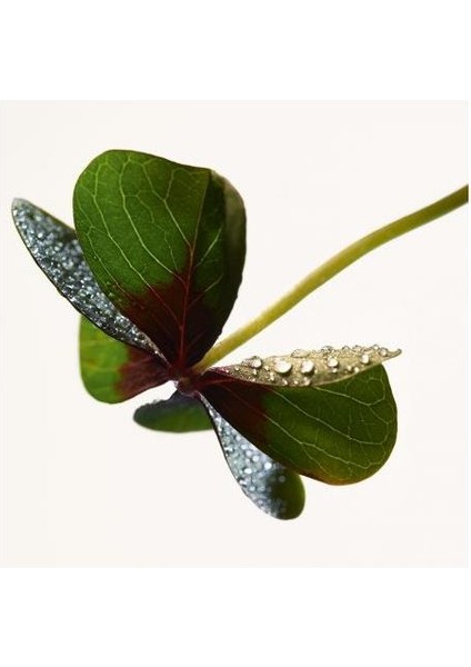 Parco Palladiano Xııı Quadrifoglio Edp 100 ml Unisex Parfüm fırsatları