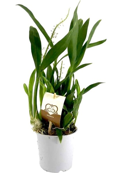 Cambria Orkide Fidesi 12 cm Saksıda