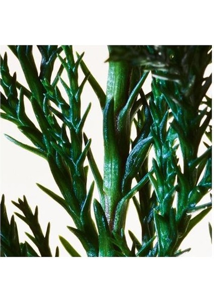 Parco Palladiano Iı Cipresso Edp 100 ml Unisex Parfüm modelleri