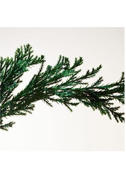 Parco Palladiano Iı Cipresso Edp 100 ml Unisex Parfüm fırsatları