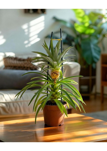 Ananas Bitkisi – Ananas Comosus – 12 cm Saksı