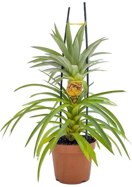 Ananas Bitkisi – Ananas Comosus – 12 cm Saksı fiyatları
