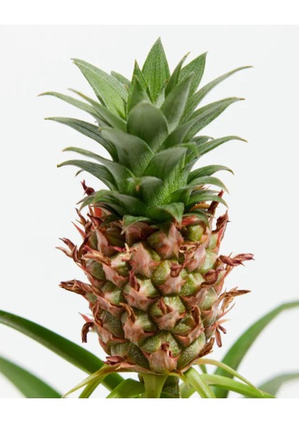 Ananas Bitkisi – Ananas Comosus – 12 cm Saksı modelleri