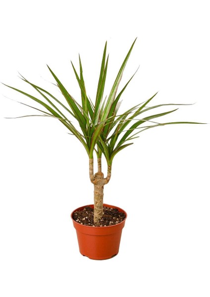 Dracena Marginata – Dracaena Marginata – 12 cm Saksı