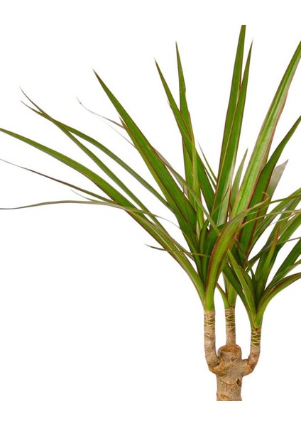 Dracena Marginata – Dracaena Marginata – 12 cm Saksı fiyatları