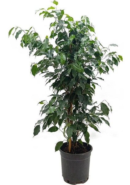 Ficus Benjamin – Ficus benjamina ‘Danielle' – 19 cm Saksı