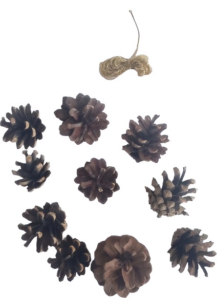 (Boyasız)10'lu Ham Doğal Kozalak Seti – Simli Gold Ipli Yılbaşı Çam Ağacı Etkinlik Süsü fırsatları