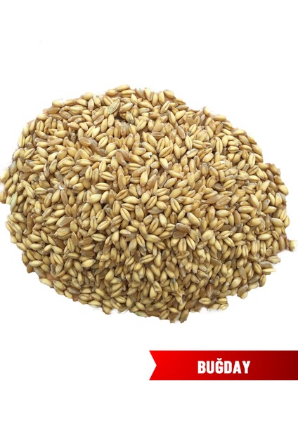 Elazığ ( Baskil) Buğday