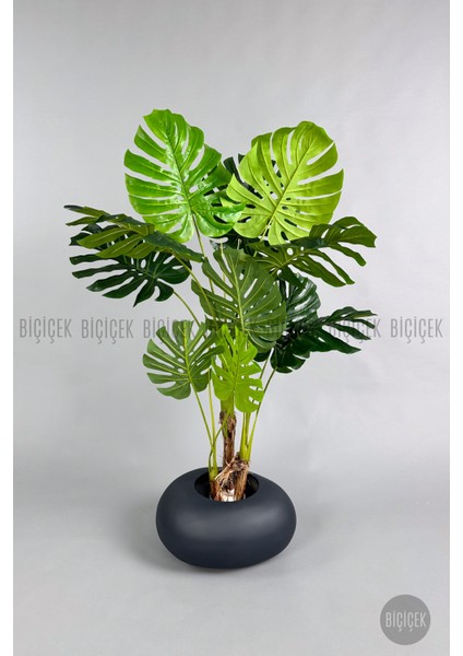 Yapay Monstera Ağacı 150 cm Bone Saksıda modelleri