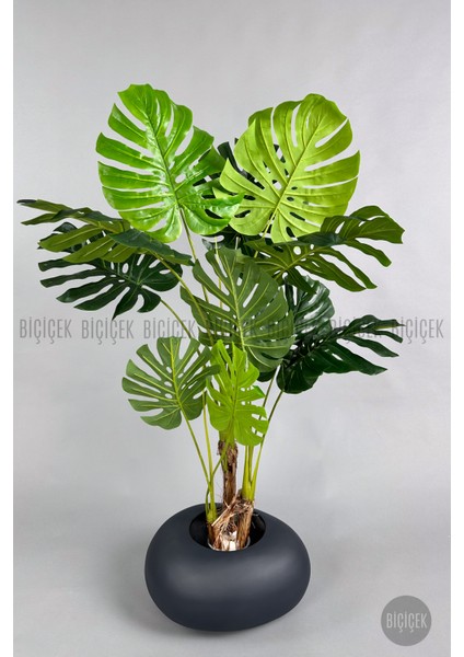 Yapay Monstera Ağacı 150 cm Bone Saksıda