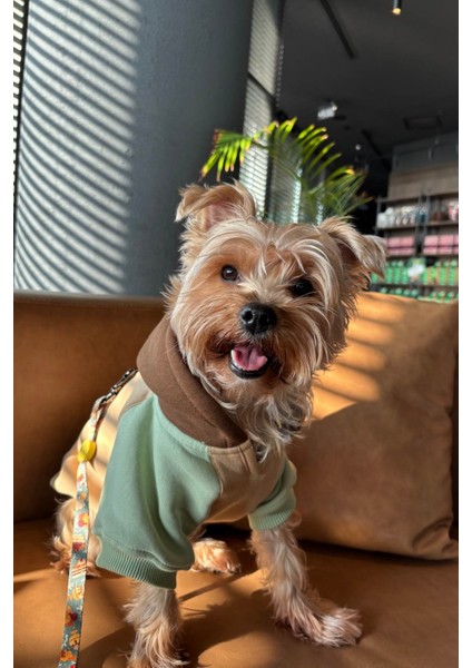 Küçük ırk caramel köpek hoodie