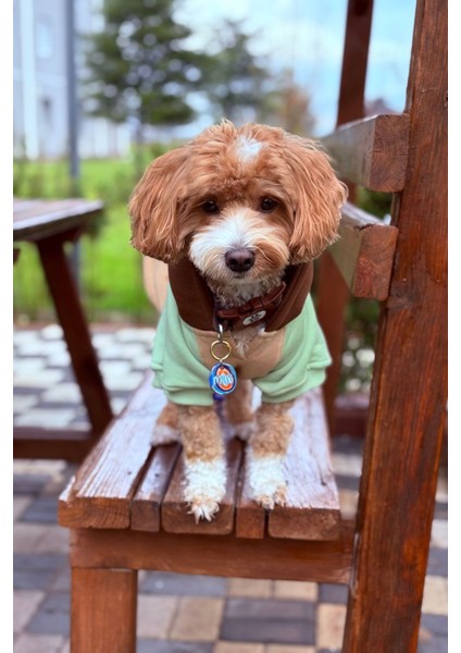 Küçük ırk caramel köpek hoodie modelleri