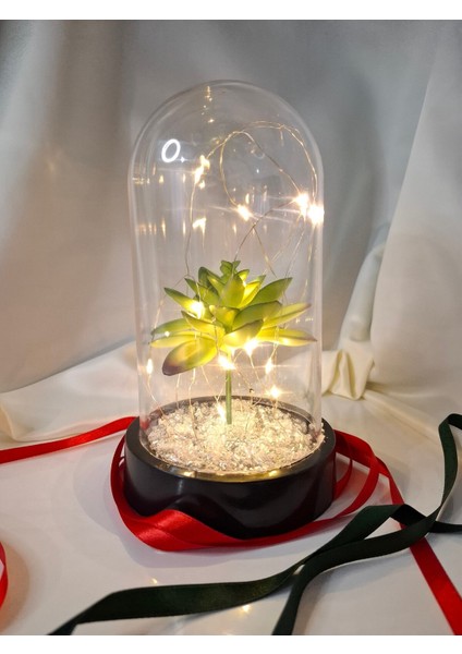 Işıklı Fanus Teraryum, Yeşil Sukulent Dekorasyonu, Yeniyıl Hediye Seçeneği