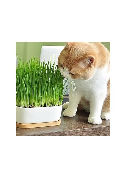 TİNEKE%100 Doğal Fileli Kedi Çimi (Tüy Yumağı Önleyici)