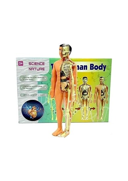 Asya Oyuncak Insan Vücudu ve Iskelet Sistemi Modeli
