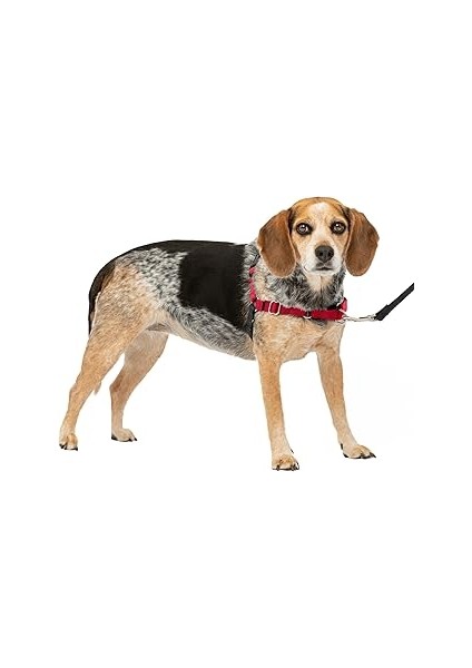 Petsafe Easy Walk Köpek Tasması