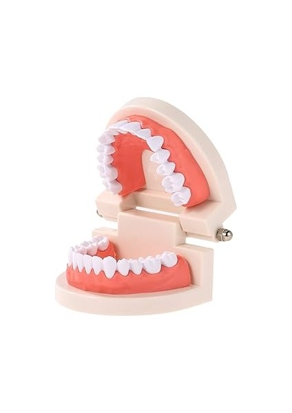 Hanying Diş Modeli Diş Çocuk Diş Öğretim Modeli Yetişkin Diş Diş Etleri Okuyan Çocuklar Için Standa