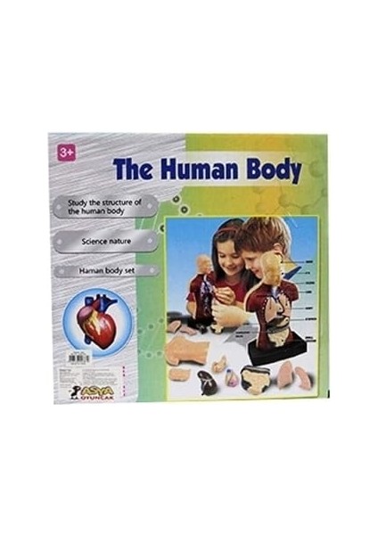 Asya Oyuncak Insan Vücudu Modeli