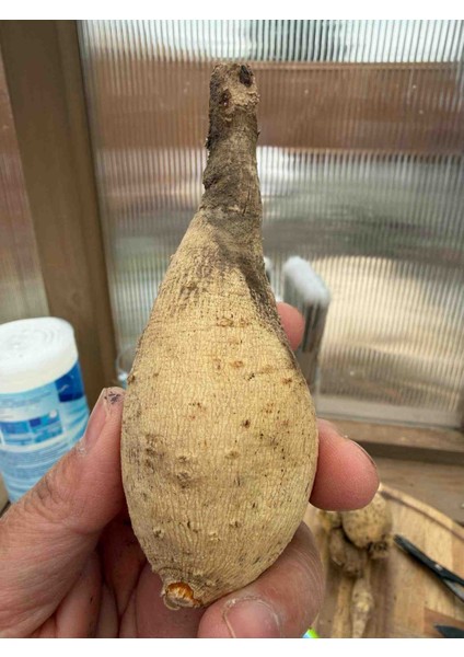 30 Adet Yıldız Dahlia Yumrusu Karışık Renk Yeni Mahsul .yumru Boyu 8cm.. fiyatları