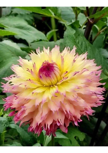 30 Adet Yıldız Dahlia Yumrusu Karışık Renk Yeni Mahsul .yumru Boyu 8 Cm..