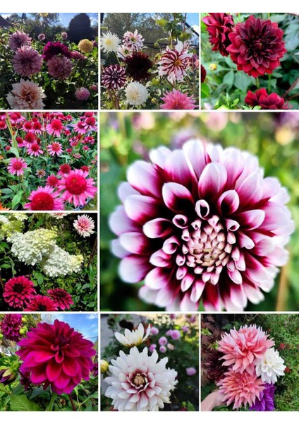 30 Adet Yıldız Dahlia Yumrusu Karışık Renk Yeni Mahsul .yumru Boyu 8 Cm.. fiyatları