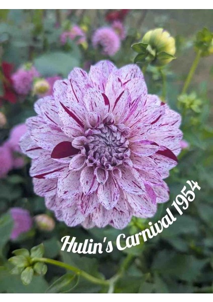 30 Adet Yıldız Dahlia Yumrusu Karışık Renk Yeni Mahsul .yumru Boyu 8 Cm.. indirimleri