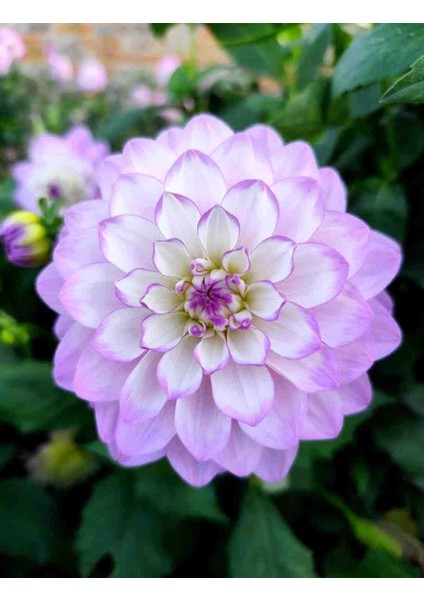 30 Adet Yıldız Dahlia Yumrusu Karışık Renk Yeni Mahsul .yumru Boyu 8 Cm..