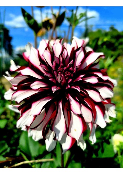 30 Adet Yıldız Dahlia Yumrusu Karışık Renk Yeni Mahsul .yumru Boyu 8 Cm..