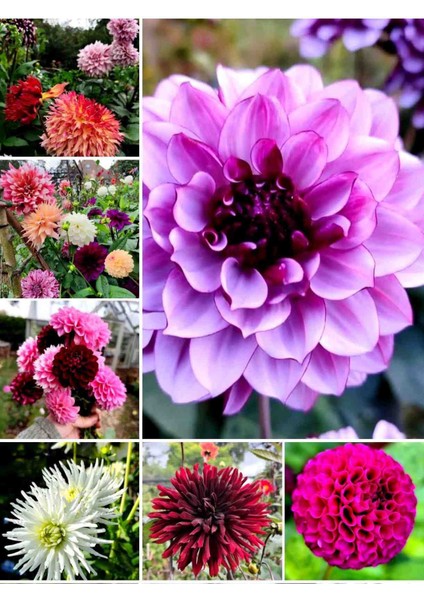 30 Adet Yıldız Dahlia Yumrusu Karışık Renk Yeni Mahsul .yumru Boyu 8 Cm..